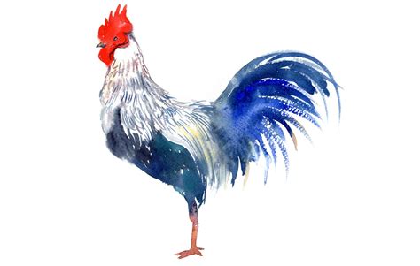  Le Coq Gaulois -  Romaanisella Realistilla Pohjoisen Silmiä Kiehtova!